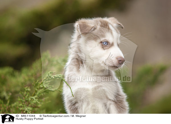 Husky Welpe Portrait / Husky Puppy Portrait / MW-11044