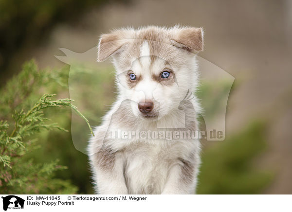 Husky Puppy Portrait / MW-11045