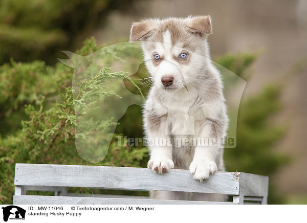 standing Husky Puppy / MW-11046