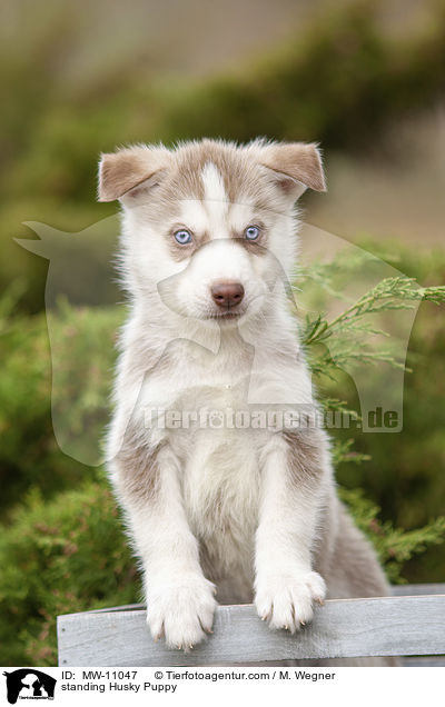 stehender Husky Welpe / standing Husky Puppy / MW-11047