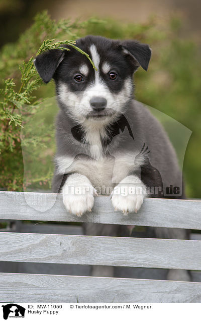 Husky Welpe / Husky Puppy / MW-11050