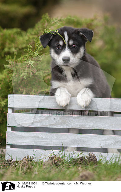 Husky Puppy / MW-11051