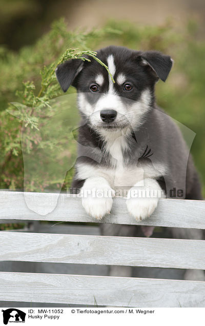 Husky Puppy / MW-11052