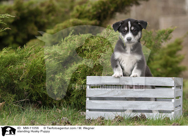 standing Husky Puppy / MW-11056