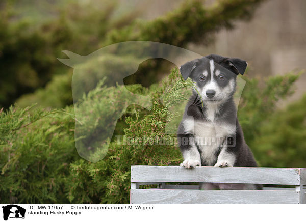 stehender Husky Welpe / standing Husky Puppy / MW-11057