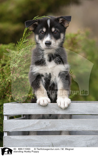 standing Husky Puppy / MW-11060