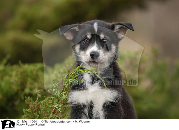 Husky Welpe Portrait / Husky Puppy Portrait / MW-11064