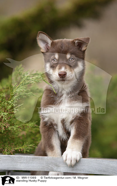 standing Husky Puppy / MW-11069