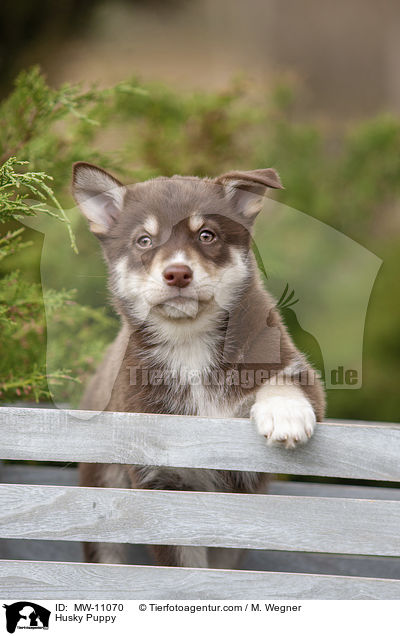 Husky Puppy / MW-11070