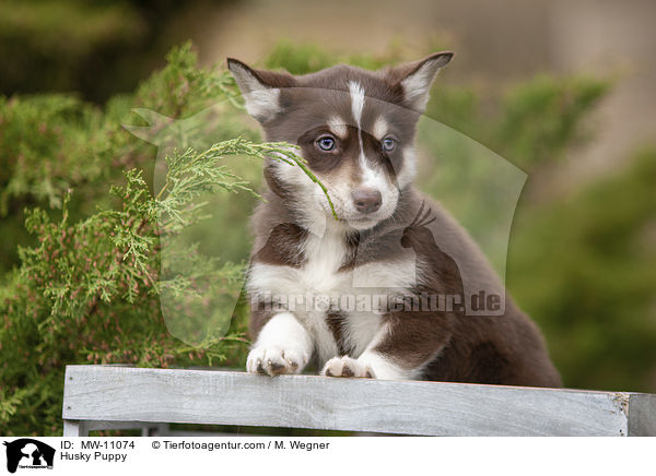 Husky Puppy / MW-11074