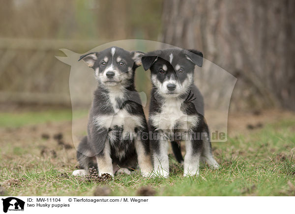 zwei Husky Welpen / two Husky puppies / MW-11104