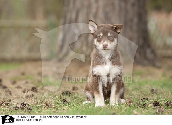 sitzender Husky Welpe / sitting Husky Puppy / MW-11105