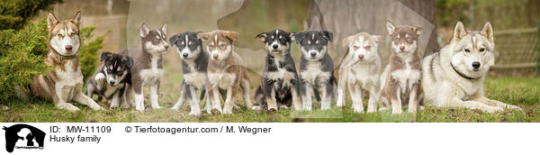 Husky Familie / Husky family / MW-11109