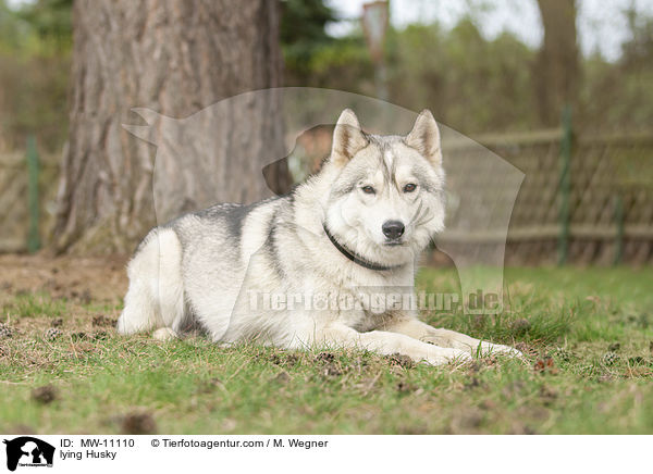 liegender Husky / lying Husky / MW-11110