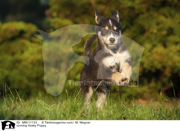 rennender Husky Welpe / running Husky Puppy / MW-11133