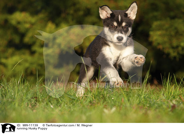 rennender Husky Welpe / running Husky Puppy / MW-11139