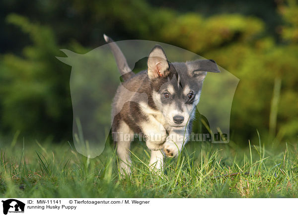 rennender Husky Welpe / running Husky Puppy / MW-11141