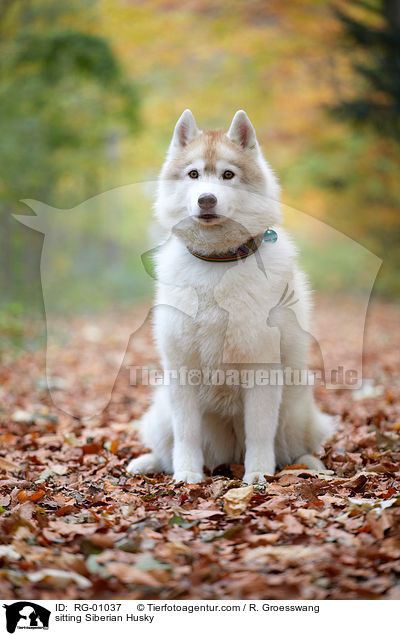 sitzender Siberian Husky / sitting Siberian Husky / RG-01037