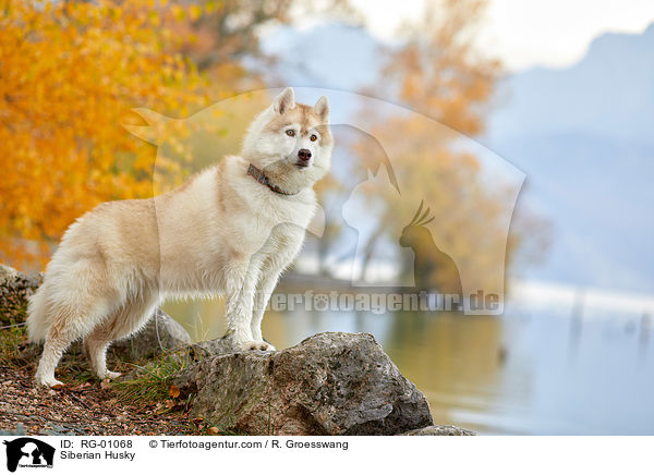 Siberian Husky / Siberian Husky / RG-01068