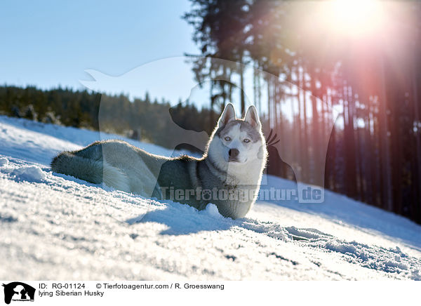 liegender Siberian Husky / lying Siberian Husky / RG-01124