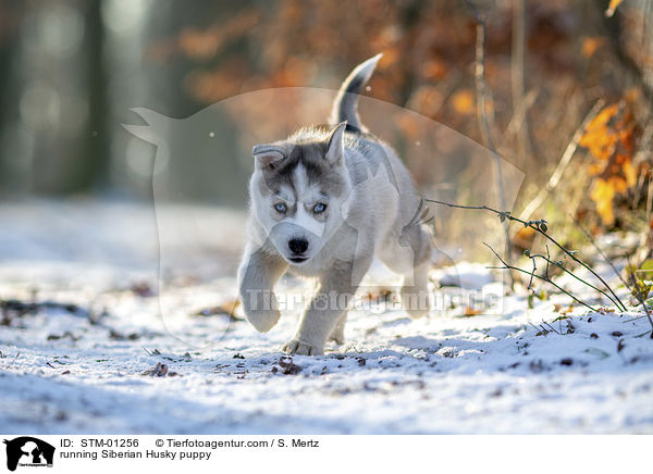 rennender Siberian Husky Welpe / running Siberian Husky puppy / STM-01256