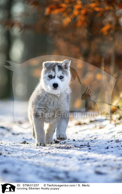 rennender Siberian Husky Welpe / running Siberian Husky puppy / STM-01257
