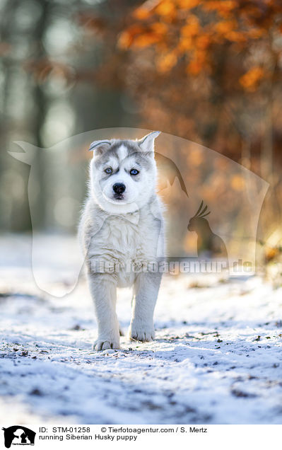 rennender Siberian Husky Welpe / running Siberian Husky puppy / STM-01258