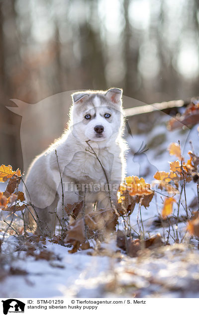 stehender Siberian Husky Welpe / standing siberian husky puppy / STM-01259