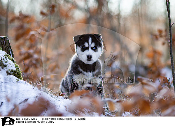 sitzender Siberian Husky Welpe / sitting Siberian Husky puppy / STM-01262