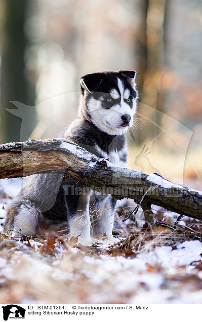 sitzender Siberian Husky Welpe / sitting Siberian Husky puppy / STM-01264