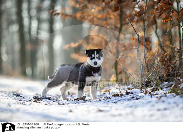 stehender Siberian Husky Welpe / standing siberian husky puppy / STM-01268