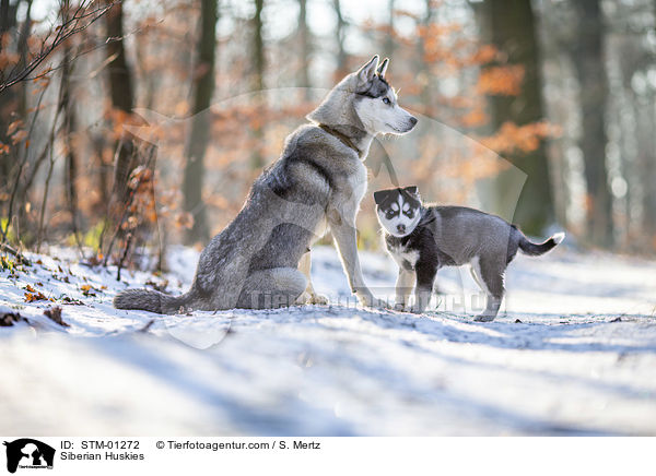 Siberian Huskies / STM-01272