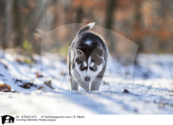 running Siberian Husky puppy / STM-01273