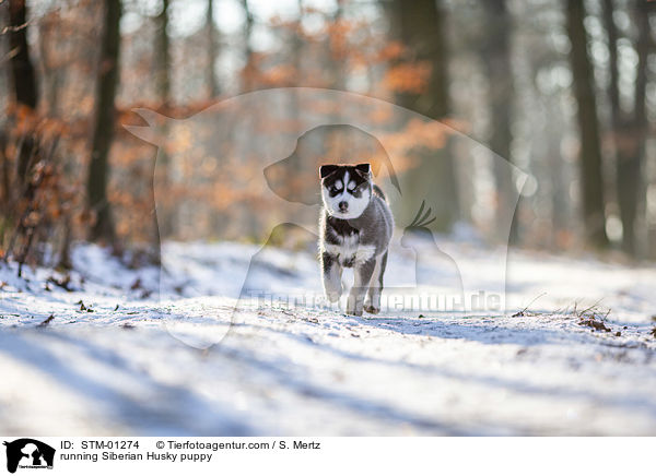 rennender Siberian Husky Welpe / running Siberian Husky puppy / STM-01274