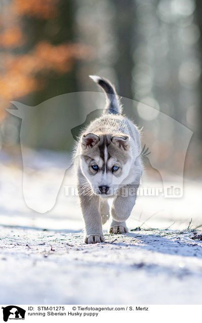 rennender Siberian Husky Welpe / running Siberian Husky puppy / STM-01275