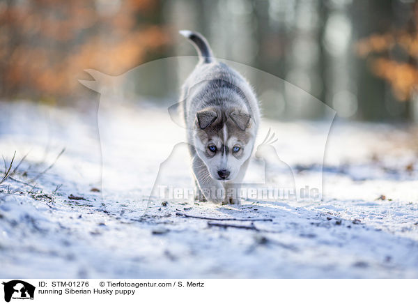 laufender Siberian Husky Welpe / running Siberian Husky puppy / STM-01276