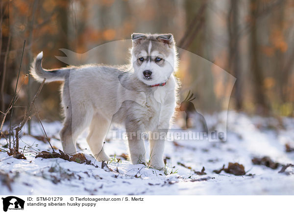 standing siberian husky puppy / STM-01279