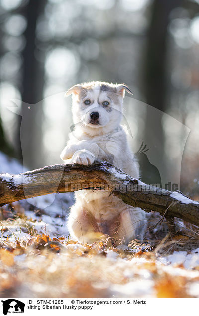 sitzender Siberian Husky Welpe / sitting Siberian Husky puppy / STM-01285