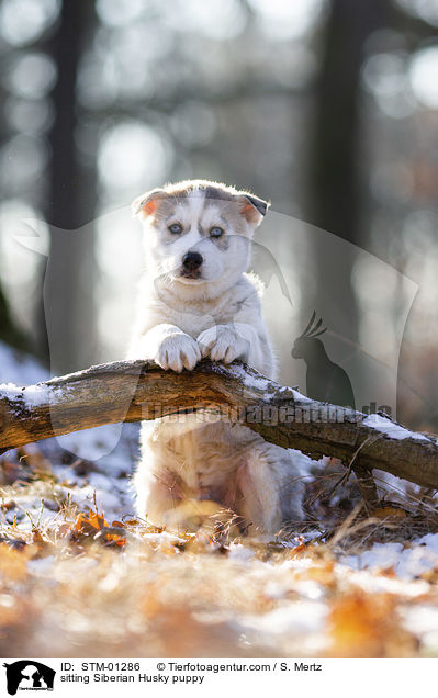 sitzender Siberian Husky Welpe / sitting Siberian Husky puppy / STM-01286