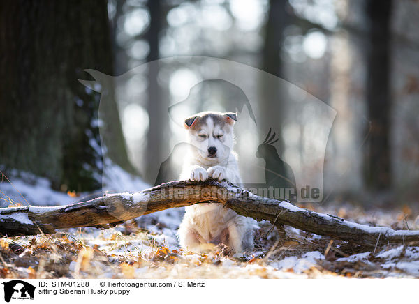 sitzender Siberian Husky Welpe / sitting Siberian Husky puppy / STM-01288
