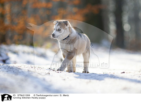 laufender Siberian Husky Welpe / running Siberian Husky puppy / STM-01289