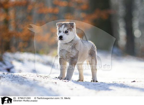 Siberian Husky Welpe / Siberian Husky puppy / STM-01290