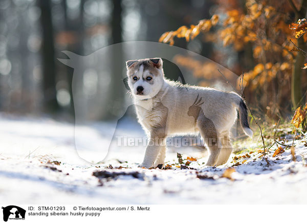 stehender Siberian Husky Welpe / standing siberian husky puppy / STM-01293