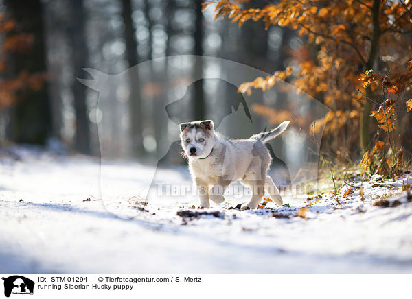 rennender Siberian Husky Welpe / running Siberian Husky puppy / STM-01294