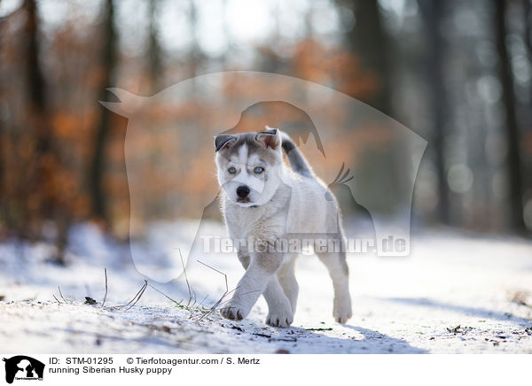 rennender Siberian Husky Welpe / running Siberian Husky puppy / STM-01295