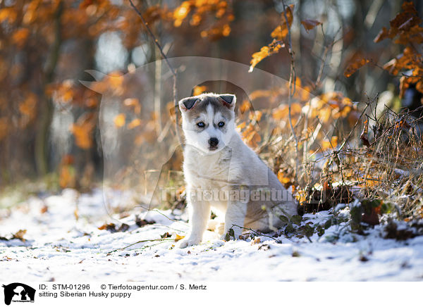 sitzender Siberian Husky Welpe / sitting Siberian Husky puppy / STM-01296