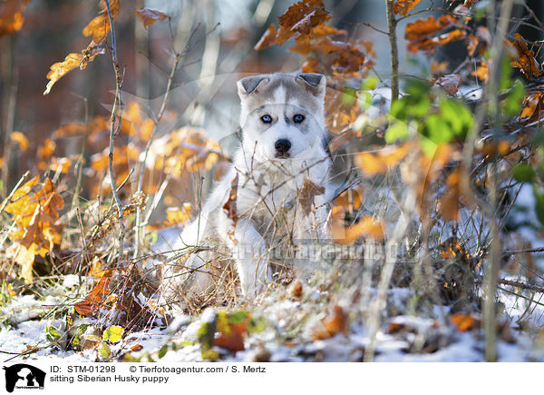 sitzender Siberian Husky Welpe / sitting Siberian Husky puppy / STM-01298