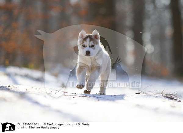 rennender Siberian Husky Welpe / running Siberian Husky puppy / STM-01301