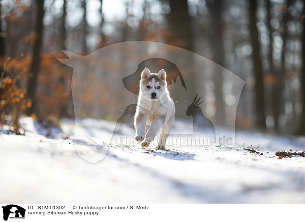 rennender Siberian Husky Welpe / running Siberian Husky puppy / STM-01302