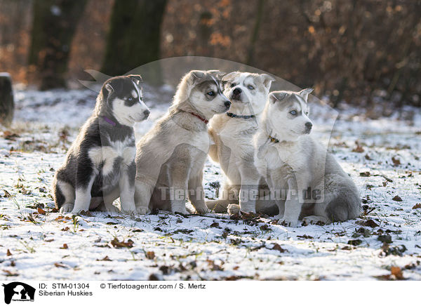 Siberian Huskies / Siberian Huskies / STM-01304